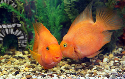 Orange fish