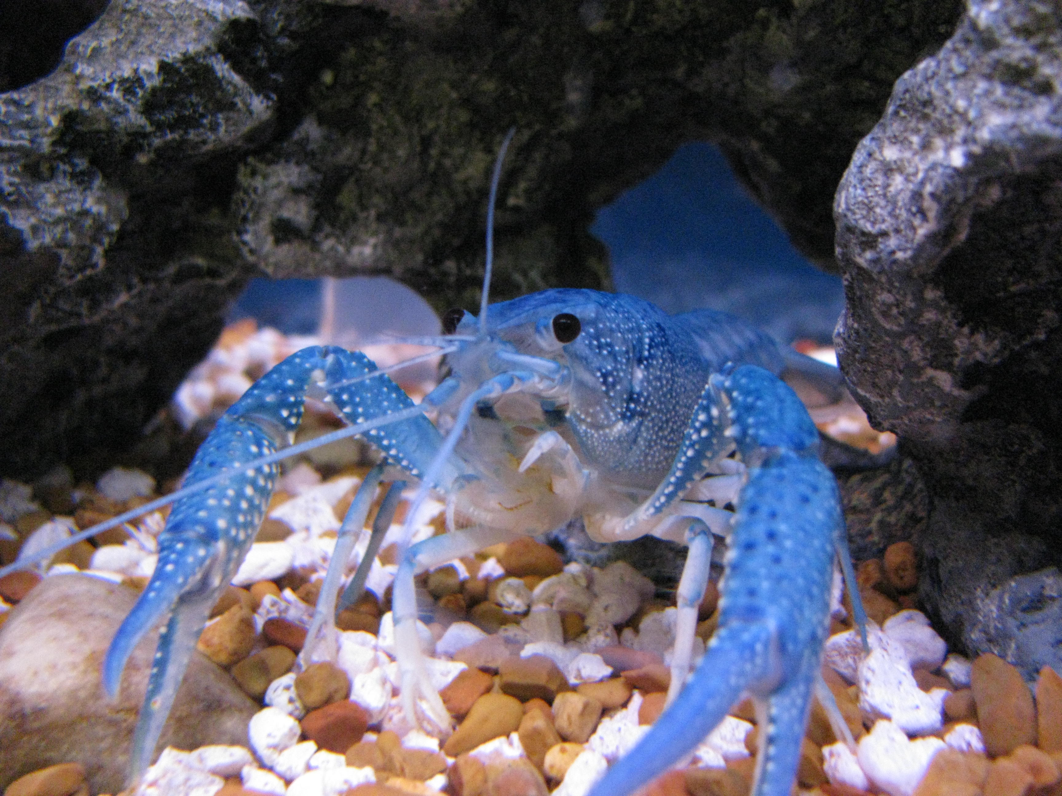 Blue Crayfish