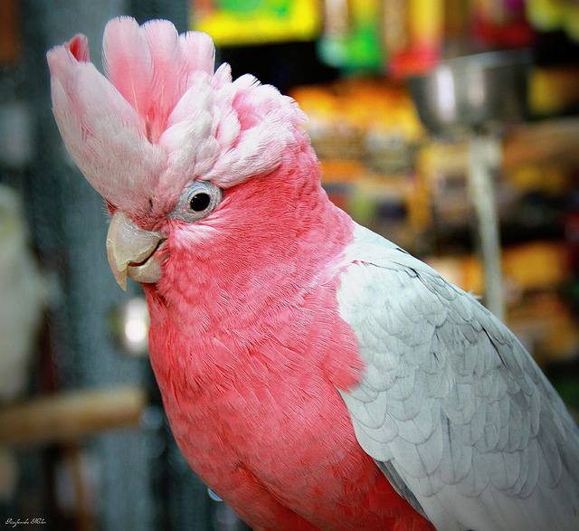 rose breasted cockatoo