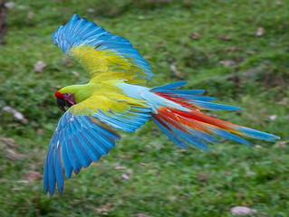 The Wings are The Things