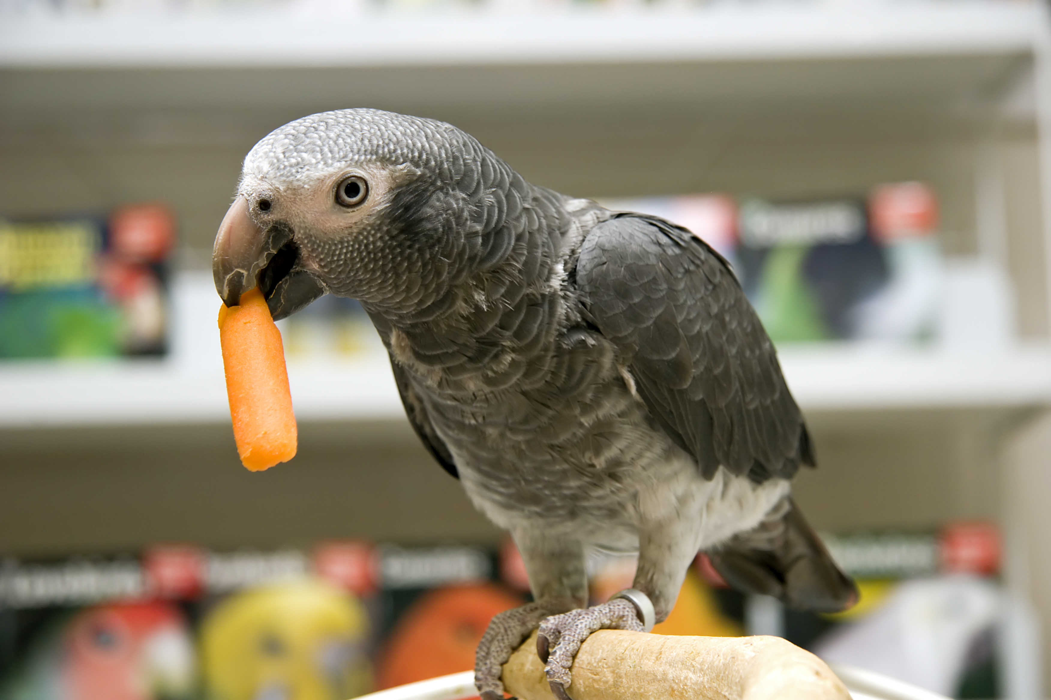 Parrot eating Carrot